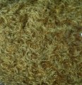 #1335 PMF16-5326 Gold with black fibers (1/2 yd)